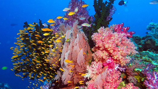 Underwater photograph from Fiji